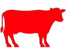 Cow Full - گائے کی قربانی